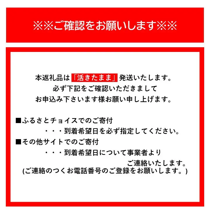 活 伊勢海老 1匹 約300g 伊勢海老
