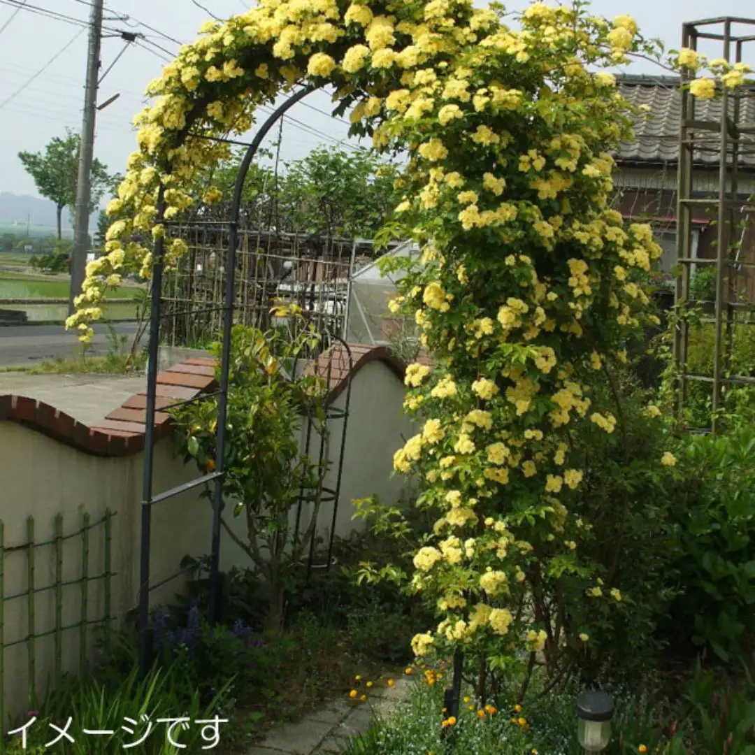 Green Garden 組立式 角パイプ製フラワーアーチ クレメント：100幅 ガーデニング シンプル 【092S003】
