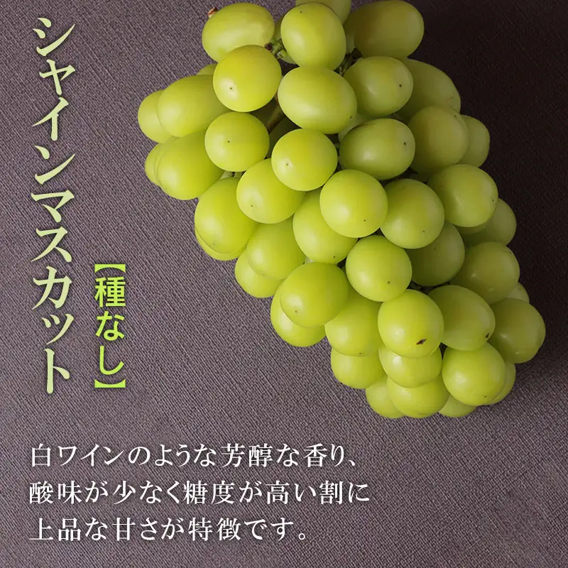 【令和8年産先行予約】シャインマスカット＆オリエンタルスター　約1.3kg（各1房） カラフルぶどう園