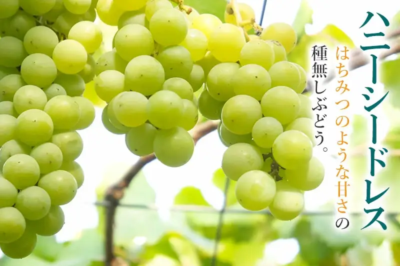 【令和8年産先行予約】ハニーシードレス 約2kg（6～7房） 種なしぶどう　カラフルぶどう園 
