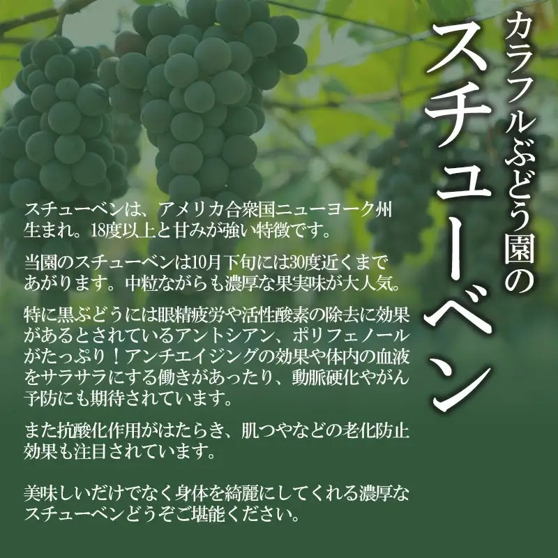 【令和8年産先行予約】鶴岡市産 スチューベン 約2kg（6房～7房） 中粒ぶどう　カラフルぶどう園