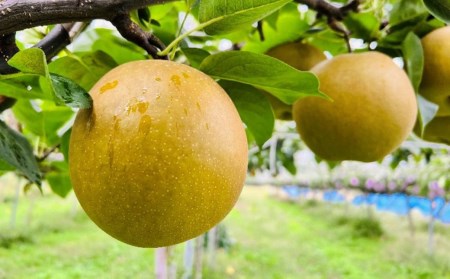 先行予約 和梨 王秋 自家用 約5kg 令和8年度 新潟県 三条市産 三条果樹専門家集団