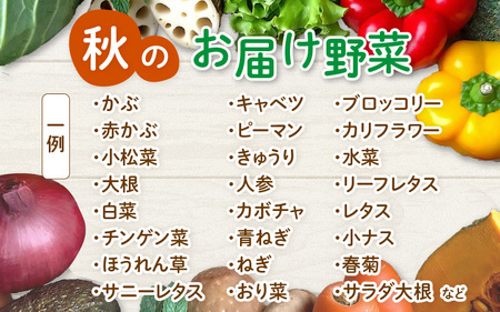 【先行予約】農家直送 秋野菜セット 1箱 7品目以上 《元気に育った新鮮野菜！》／ 福井 あわら市 季節 秋 野菜 ボックス BOX セット セレクト 農家 おまかせ 多品目 旬 詰め合わせ ※2026年10月下旬以降発送 [aw028-a010]