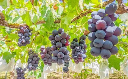 【2026年先行予約】 訳あり 種あり巨峰 & シャインマスカット 約1.8kg  (4~6房) 株式会社野の香 |  種あり巨峰