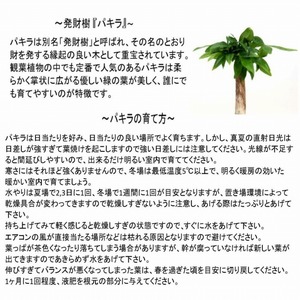 S060-091A_エコ・ポチ シリンダー パキラ　白（シラス）