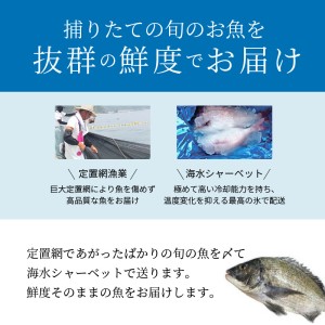 S059-017A_【鱗 内臓 除去済み】 天草わくわく便 まるごと鮮魚セット