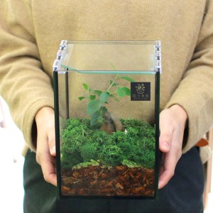 D041 観葉植物 [テラリウム Sサイズ] (花うるる モダン インテリア ギフト プレゼント おしゃれ 観葉 ガジュマル ガラス ケース 完成品 ミニ観葉 盆栽 アクアリウム おしゃれ リビング 開店祝い 新築祝い 苔リウム コケリウム オフィス 母の日 ジオラマ 鉢