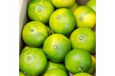 B49-10 スイートスプリング5㎏