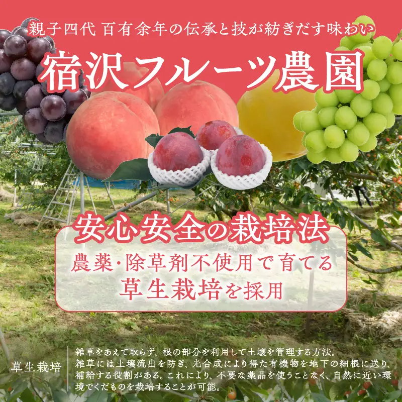 【宿沢フルーツ農園】山梨のフルーツ定期便5回コース 3～4名様用（SF）J-101 さくらんぼ 桃 すもも ぶどう 柿 フルーツ