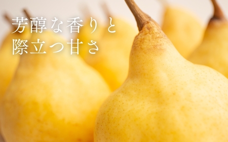 【2026年先行予約】新潟特産 幻の洋梨ル・レクチェ 家庭用 約2kg（5〜7玉）《11月下旬～順次出荷》 令和5年新潟県ル・レクチェ果実品評会「県知事賞」 いたみ果樹園