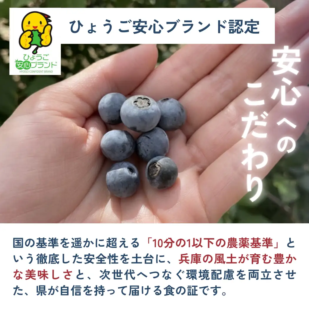 ブルーベリー 生果実 1kg 先行予約 生ブルーベリー 無農薬 丹波市産 7月下旬発送