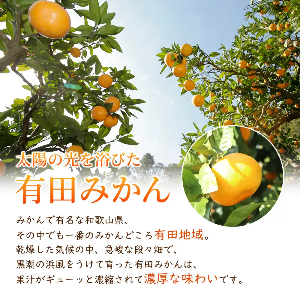 ［先行予約］プレミアム 有田みかん2.5kg+250g（傷み補償分）［2026年10月初旬から2027年1月末日頃順次発送予定］［IKE251］