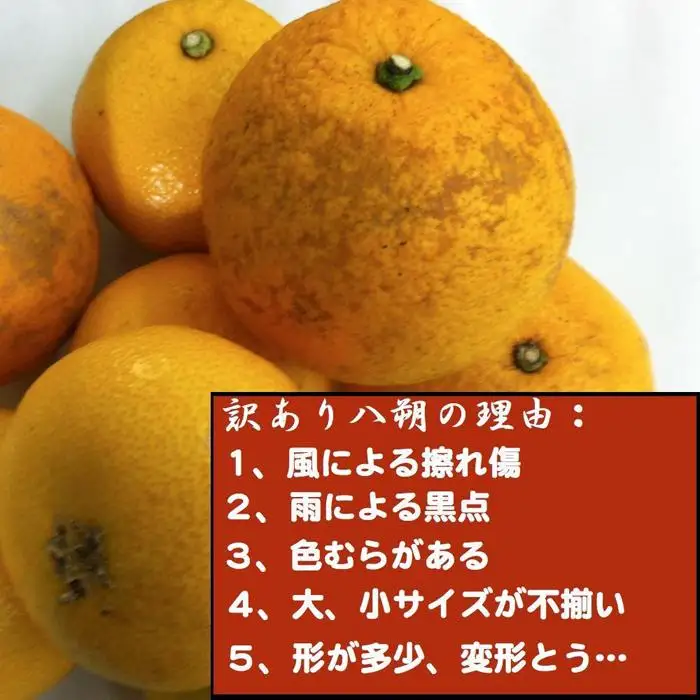［訳あり］はっさく 和歌山産 八朔 10kg ［ご自宅用・サイズ不揃い・キズ等あり］