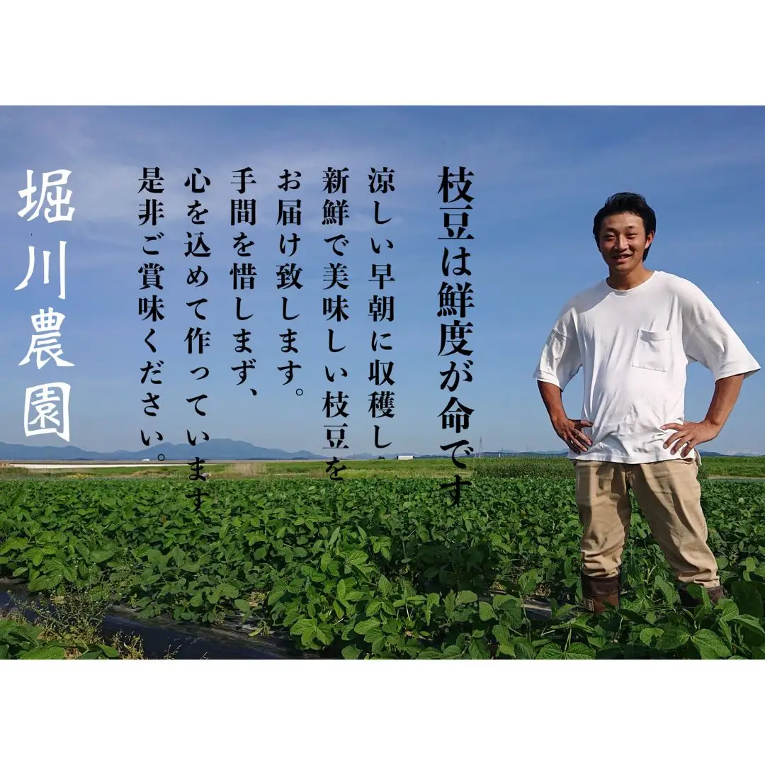 【先行予約】[枝豆 定期便 2kg×3回] 新潟県産 枝豆（陽恵） 朝採り 枝豆 2kgを3回お届け [2026年発送分]  枝豆 [堀川農園]【060S005】