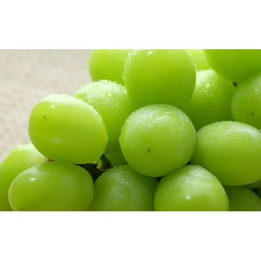 【2026年収穫分先行予約】果実の楽園まきぱらの特選シャインマスカット(種なし)約1.8kg(3房)