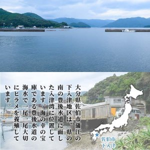  かぼすヒラメ (1尾・約1kg前後) ひらめ 平目 直送 漁師 養殖 魚 鮮魚 白身魚 獲れたて 刺身 煮つけ 唐揚げ 塩焼き 冷蔵  国産 大分県 佐伯市 蒲江産【CX02】【大分県漁業協同組合】
