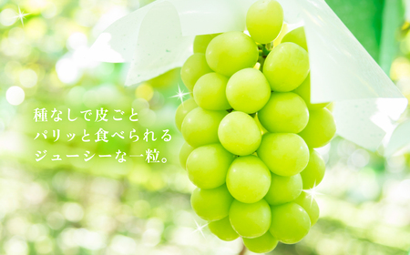 シャインマスカット 先行予約 R8年 果物 1房 約650g + 粒パック100g シャインマスカット