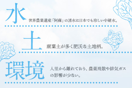 南阿蘇オーガニック 旬の野菜セット10種類以上詰め合わせ《30日以内に出荷予定(土日祝除く)》熊本県 南阿蘇村 野菜 カブ ビーツ サニーレタス クレソン ブロッコリー 水前寺菜 ほうれん草２種 チンゲン菜 春菊 スイスチャード