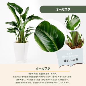 観葉植物 オーガスタ 80cm～100cm Green Base IB003-014 観葉植物