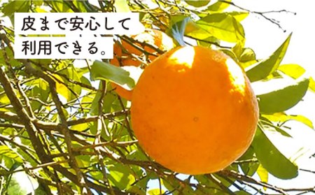 甘夏 10kg 【 農薬 ・ 化学肥料不使用 】糸島市 / 大石ファーム[ATE004]