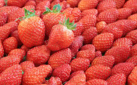 【先行予約】鳥取県産いちご かおりの 15粒（ギフト箱入）【イチゴ 苺 フルーツ 果物 かおりの かおり野 大粒 減農薬栽培 ギフト プレゼント 季節限定 先行予約】