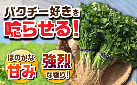 パクチー好きのための パクチー 500g 江口農園[UBF008] 