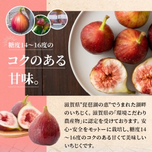 湖畔のいちじく贈答用　2パック　果物 フルーツ 【2026年配送・先行予約】 CI-0002