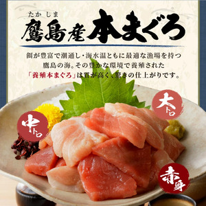 鷹島産本まぐろ 贅沢まぐろ たっぷり2人前(赤身と中・大トロの切り落とし200g)×1パック( 魚 マグロ 新鮮 柵 流水解凍 人気)【A8-041】