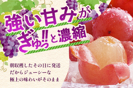 【ふるさと納税】【先行予約】朝採れクイーンニーナ 約2kg 3～4房【2026年8月下旬～9月下旬配送予定】朝採れ即日発送！ジューシーで高糖度 果汁 新鮮 生産者直送 果物 フルーツ 冷蔵便 丁寧なラッピング ギフト 贈答 化粧箱入り ぶどう 送料無料 C-39
