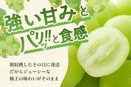 【先行予約】朝採れ即日発送◆数量限定◆シャインマスカット 約2kg 3～4房【先行予約】【2026年8月中旬～9月下旬配送予定】鮮度第一 可愛いラッピングで贈り物にも◎ ご褒美 プレゼント 贈答 ギフト 果物 葡萄 ぶどう マスカット 野菜 佐賀 鹿島市 人気 送料無料 C-38