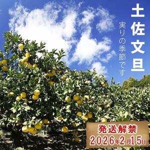 【先行予約】＼果樹園直送／訳あり 土佐文旦約10kg B級品 (約15?20個入り) 家庭用〈2027年2月中旬?3月下旬頃発送〉  /【白木果樹園】 [BQAI012]