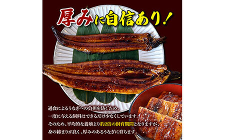 【数量限定！】仁淀川特大肉厚うなぎ5尾セット タレ付き うなぎ 鰻 ウナギ 国産 蒲焼き かば焼き 1尾200g超え 仁淀川 太化うなぎ おいしい 人気 冷凍 真空パック 夏【株式会社山本養鰻】 [BQAL002]
