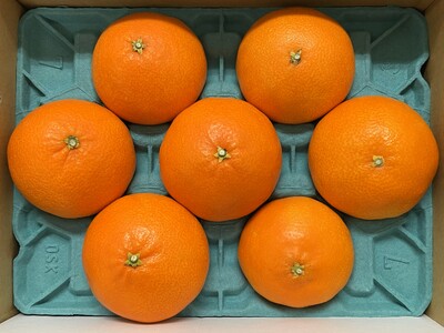 【2026年先行予約】紅まどんな 1.7kg (5～10個) 愛媛みかん 愛果28号 化粧箱入り 【11月下旬より順次発送予定】 紅マドンナ まどんな マドンナ みかん ミカン 蜜柑 果物 くだもの フルーツ 柑橘 かんきつ 柑橘類 愛媛果試第28号 あいか ギフト 贈り物 贈答用 おすすめ 人気 お取り寄せ 国産 愛媛 伊予市｜B36