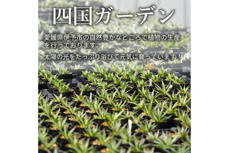 多肉植物 インテリア アガベ 人気品種おまかせ5ポットセット 3.5号黒鉢 四国ガーデン 人気 観葉植物 グリーン リラックス 初心者でも育てやすい 伊予市｜C01