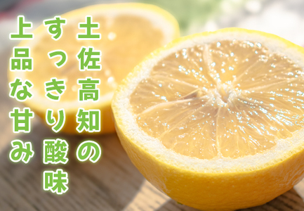 小夏 1.5kg 贈答 ギフト用 日向夏 ニューサマーオレンジ くだもの 旬の果物 高知県 大月町
