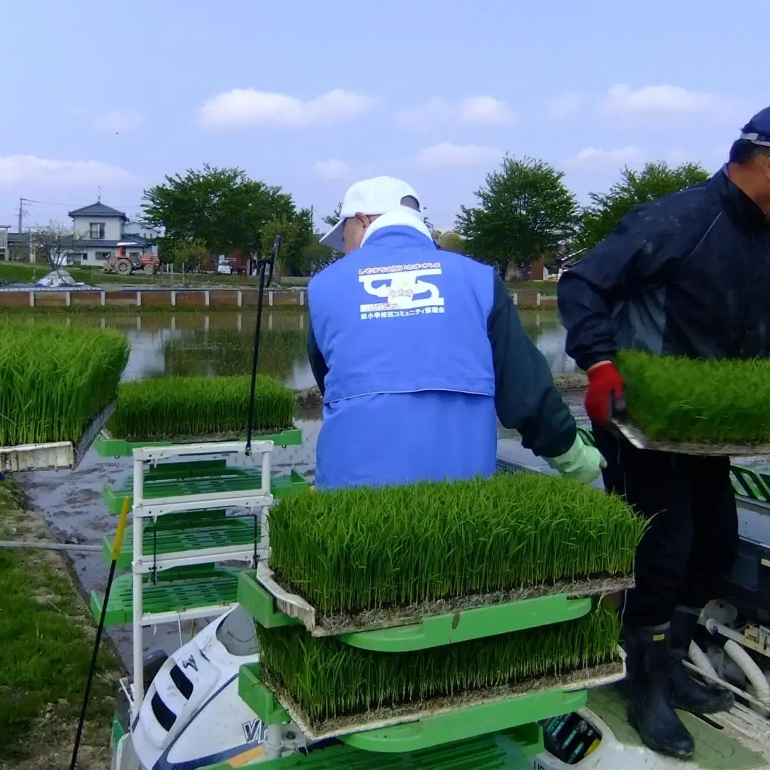 定期便 特別栽培米 コシヒカリ5kg 3ヶ月 令和7年 新潟県認証 三条市 アグリ巧房 コシヒカリ