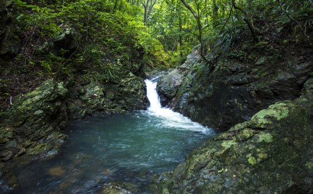 奄美黒糖焼酎 じょうご 25度 1800ml (1.8L) 瓶 2本セット 黒糖 焼酎