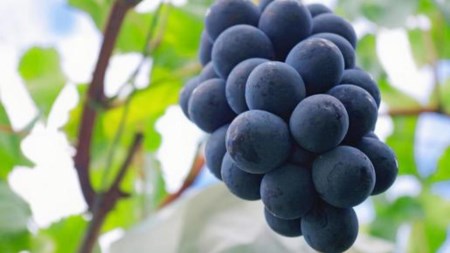 【 桐箱入り 】 ナガノパープル 2房 【2026年8月から発送開始】（茨城県共通返礼品 [ぶどう]：結城市産）
