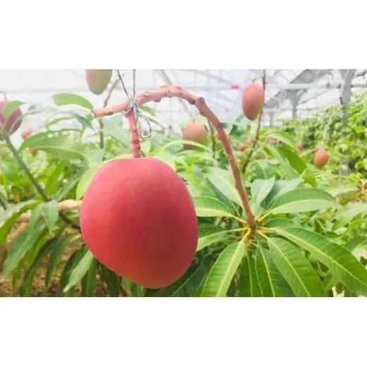 石垣島産マンゴー(アーウィン種) 4～5玉 約2kg
