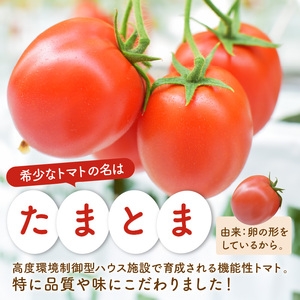 【限定出荷】"たまとま"＋カラーミニトマト(約8kg)《 野菜 トマト ミニトマト カラートマト 期間限定 送料無料 おすすめ 美味しい セット とまと ふるさと納税 》【2403C12102】
