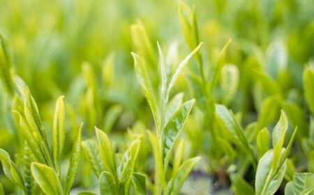 川根茶　上級煎茶あさぎり100g×5袋セット【静岡 緑茶 茶葉】 お茶 日本茶 川根産茶葉100％ 上品 まろやか 贈り物 家庭用 香り高い 深い味わい 飲み物 一息 休憩