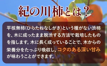 紀の川柿 2玉入 約500g ときわオンライン《2026年10月上旬-12月中旬頃出荷》和歌山県 紀の川市 平核無柿 ひらたねなしがき