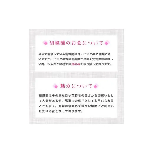 胡蝶蘭 3本立て 白 スタンダード