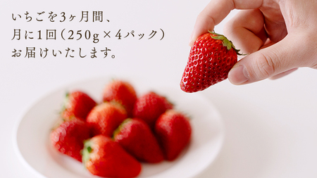【 定期便 】 合計3kgお届け いちご の3ヶ月連続お届け便 （1回：250g×4パック）×3回 【2027年1月より発送開始】（茨城県共通返礼品 [いちご]：城里町産）