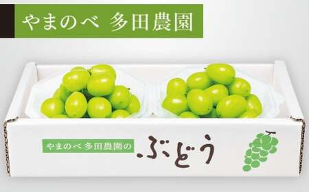 《先行予約》2026年産 シャインマスカット ダイヤパック 250g×2パック やまのべ多田農園のぶどう ブドウ F21A-312