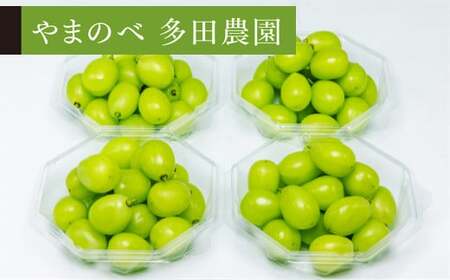 《先行予約》2026年産 シャインマスカット ダイヤパック 250g×4パック やまのべ多田農園のぶどう ブドウ F21A-313