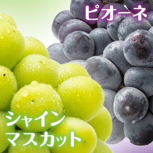 シャインマスカット&ピオーネの食べ比べセット♪