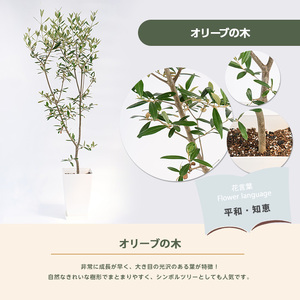 2026年1月中旬～発送【観葉植物】オリーブの木90cm～110cm Green Base IB003-042 観葉植物