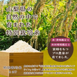 【令和7年度米】こぴっと米【農林48号】4kg　1等特別栽培 100％ 米 精米 よんぱち 幻のお米 北杜市産 お米  [h020]