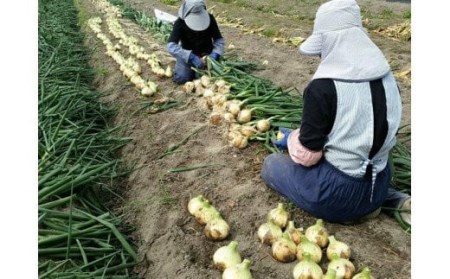 【あさひサンファーム】【2.5㎏】兵庫県認証★特別栽培★淡路島新たまねぎ（配送3月上旬～）